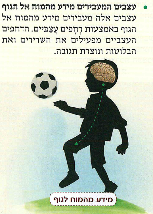(בספר תרשים:) מידע מהמוח לגוף